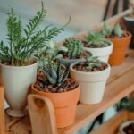 Green Living: Mastering Indoor Plant Care Like a Pro